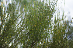 Ephedra americana