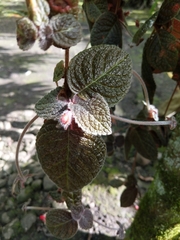 Magnoliopsida