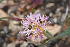 Allium anceps