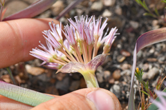 Allium anceps