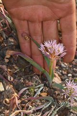 Allium anceps