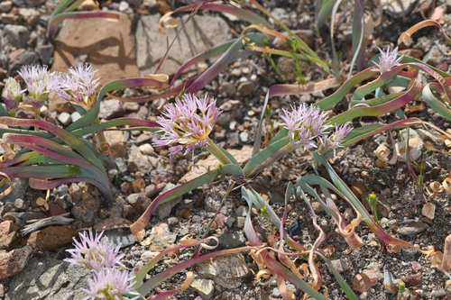 Twinleaf onion (Allium anceps)