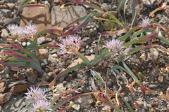 Allium anceps