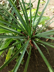 Liliopsida