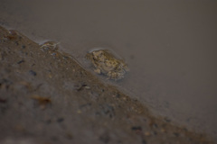 Pleurodema cinereum