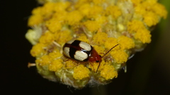Monolepta cruciata