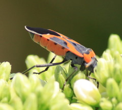 Lygaeus kalmii angustomarginatus