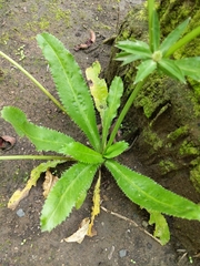 Eryngium foetidum