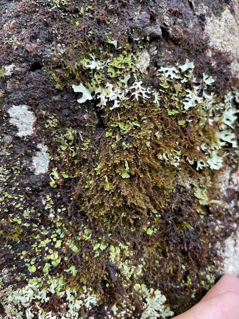 Bazzania nudicaulis