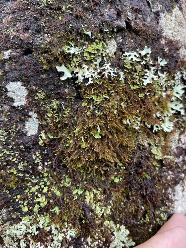 Bazzania nudicaulis