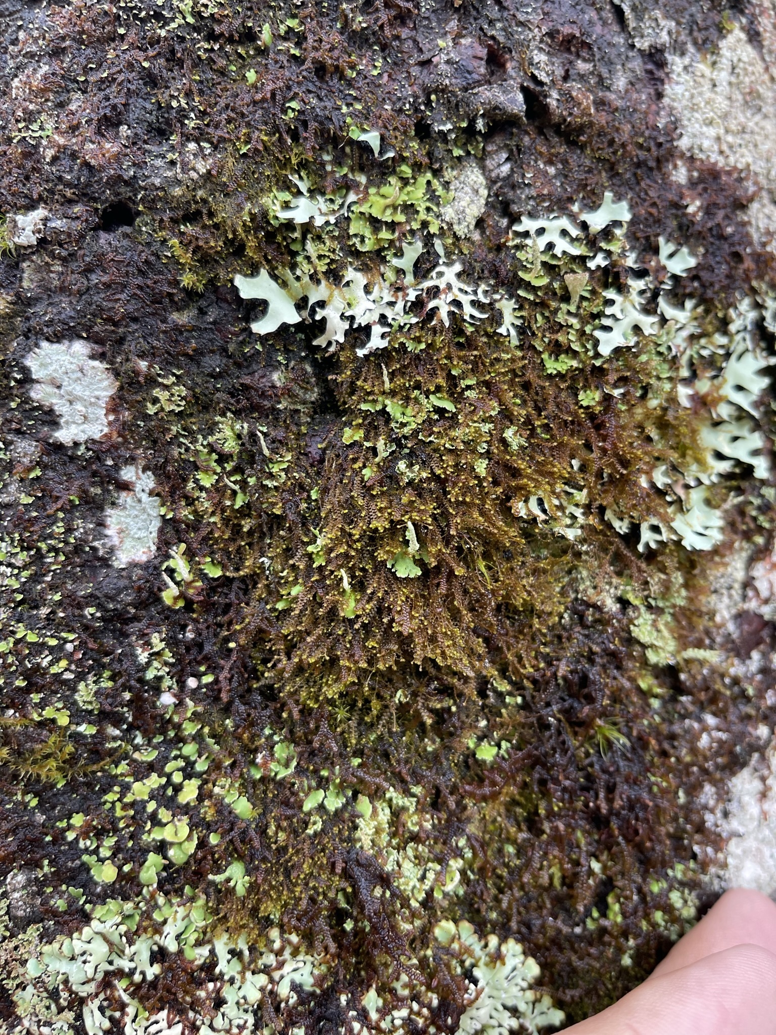 Bazzania nudicaulis