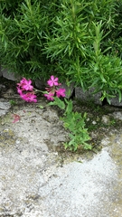 Atocion armeria