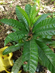Magnoliopsida