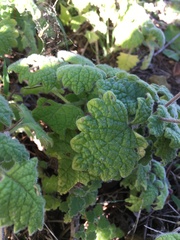 Coleus grandidentatus