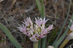 Allium anceps