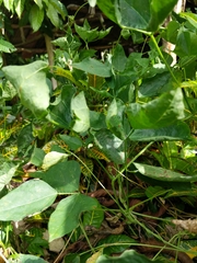 Fabaceae