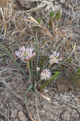 Allium anceps