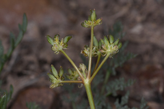 Lomatium austiniae