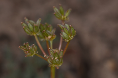Lomatium austiniae