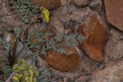 Lomatium austiniae