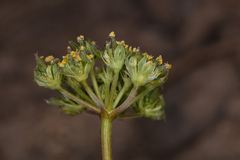 Lomatium austiniae