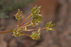 Lomatium austiniae