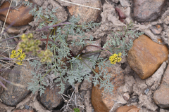Lomatium austiniae