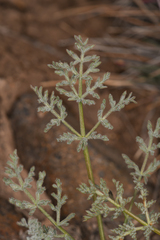 Lomatium austiniae