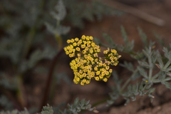 Lomatium austiniae