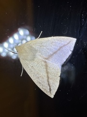 Descoreba simplex