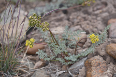 Lomatium austiniae