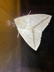 Descoreba simplex
