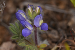 Lupinus malacophyllus