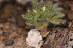 Lupinus malacophyllus
