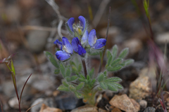 Lupinus malacophyllus