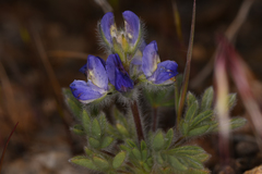 Lupinus malacophyllus