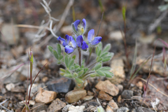Lupinus malacophyllus