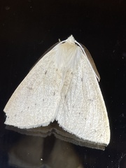 Descoreba simplex