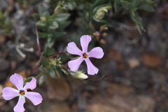 Phlox stansburyi