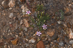 Phlox stansburyi