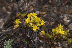 Ivesia webberi