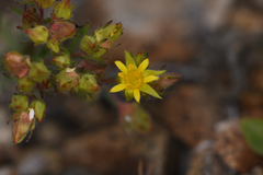 Ivesia webberi