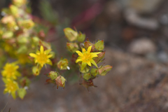 Ivesia webberi