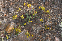 Ivesia webberi