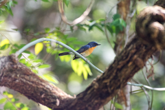 Cyornis whitei