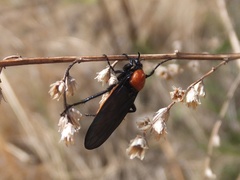 Bibio rufiventris
