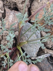 Lomatium austiniae