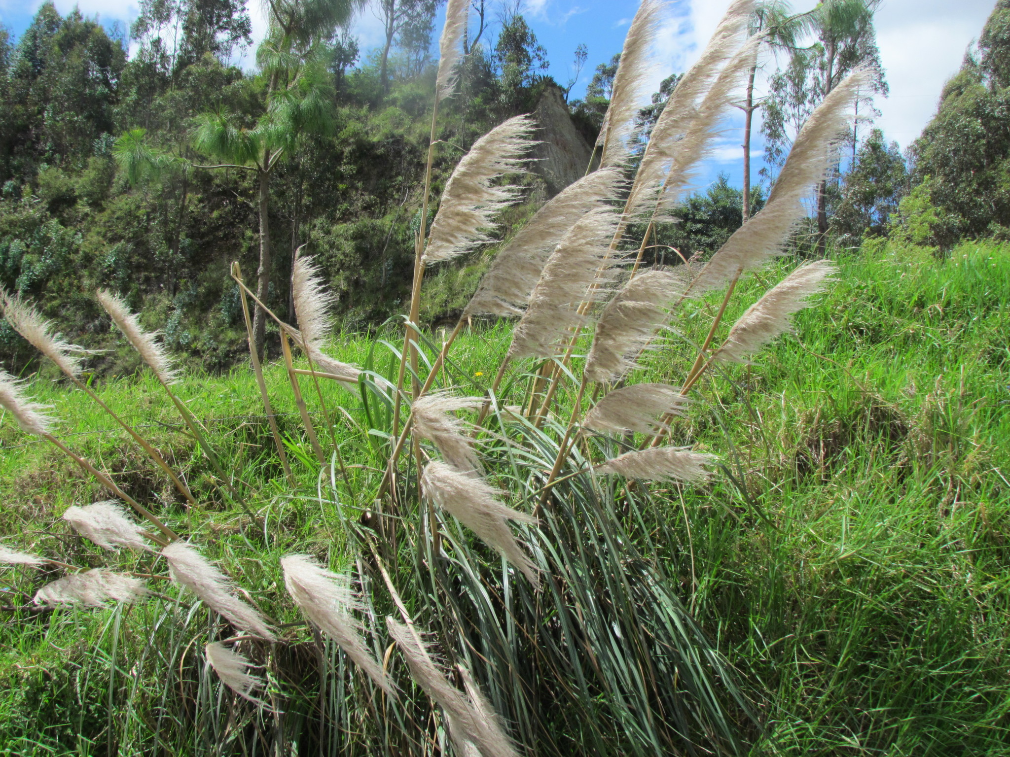 Cortaderia image