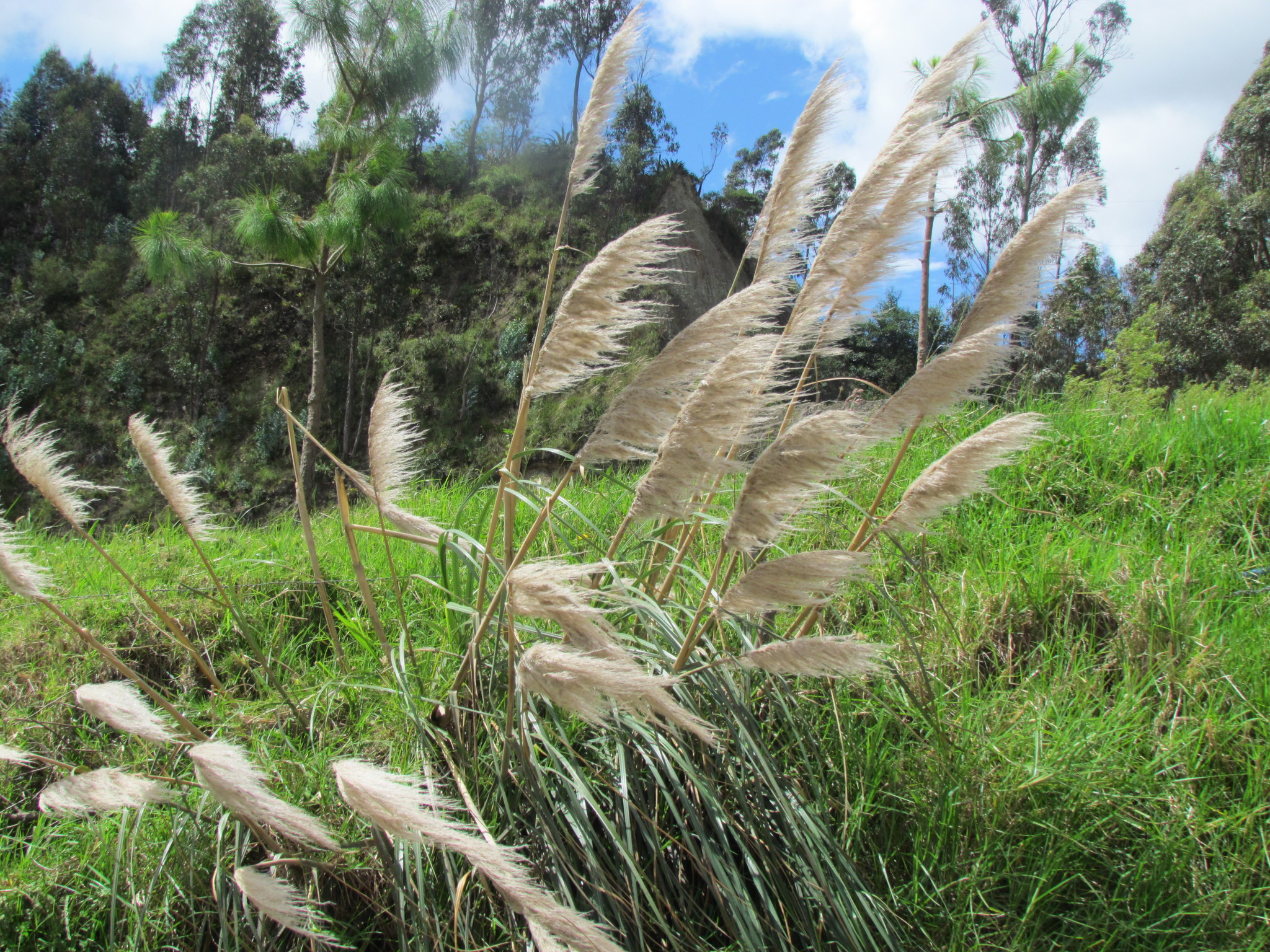 Cortaderia nitida image