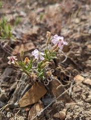 Phlox stansburyi